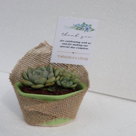 Succulent In Ceramic Pot Wrapped With Jute