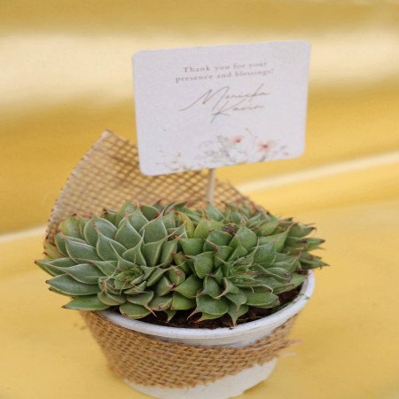 Succulent In Plastic Pot Wrapped With Jute